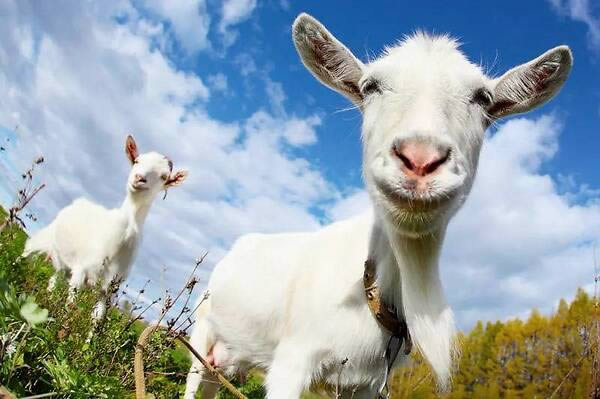 山羊模拟器解锁机械羊方法分享